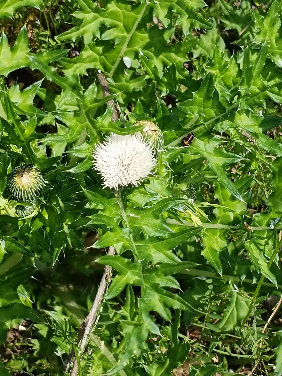 Youの里 tweet media