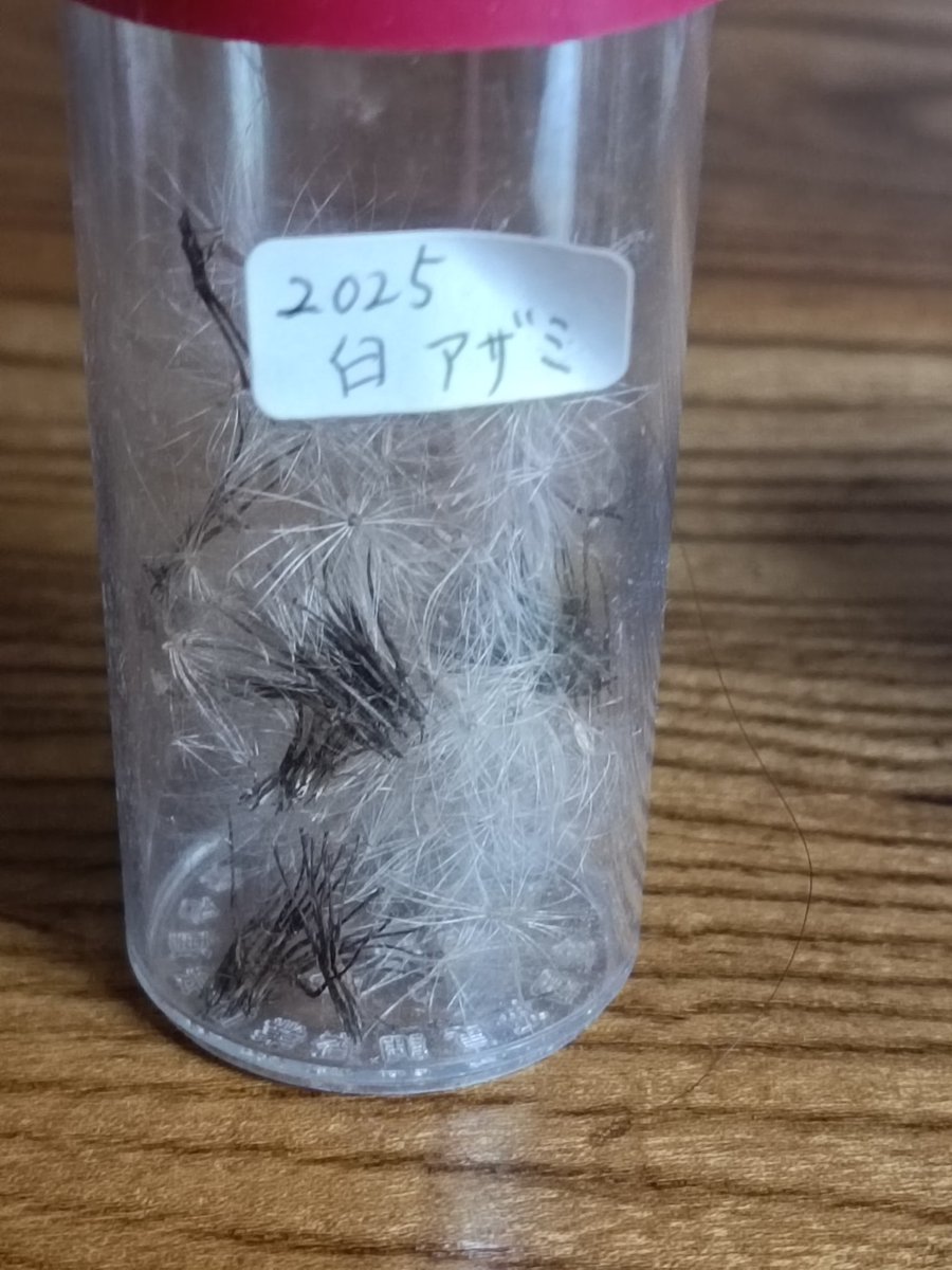 Youの里 tweet media