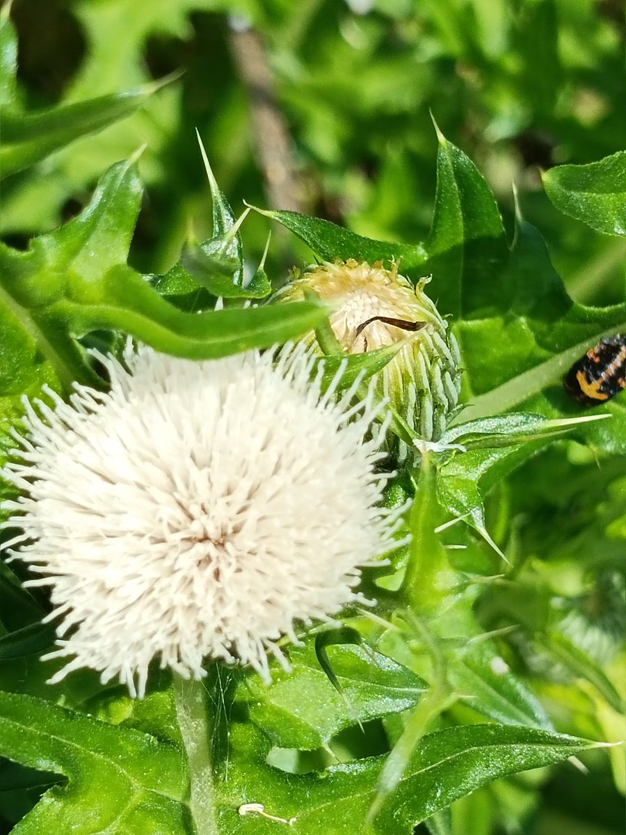 Youの里 tweet media