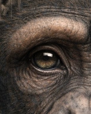 ArtInsane81535's tweet photo. Estos primates, ya en peligro de extinción, son arrancados de sus familias, metidos en condiciones deplorables y sometidos a dolor extremo. Todo justificado como “progreso científico”.

En mi obra 10 confronto precisamente esa herida profunda: cómo el ser humano abre daños en otros seres que después se reflejan en nuestra propia desconexión ética. 
El cuerpo torturado como precio del “avance”.
¿Hay actualizaciones recientes sobre posibles prohibiciones o campañas en Canadá/México?”