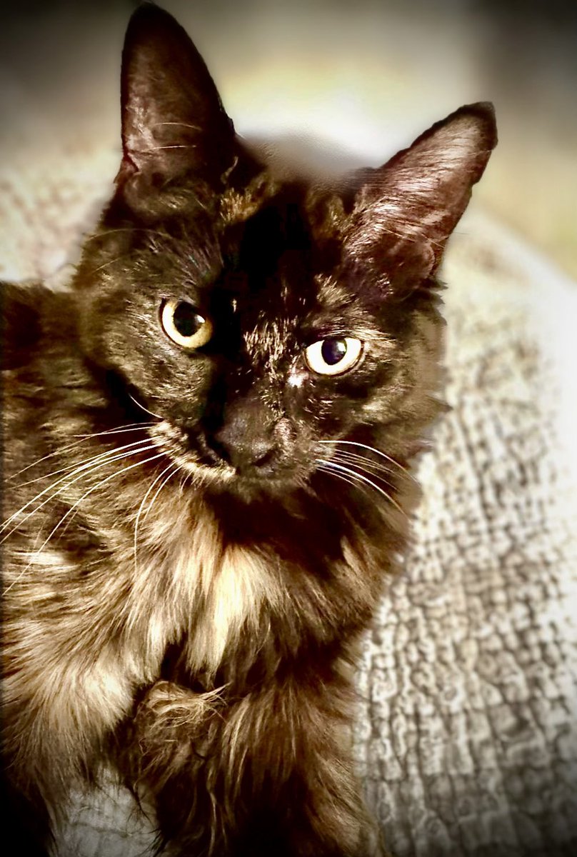 Wes Johnson tweet media