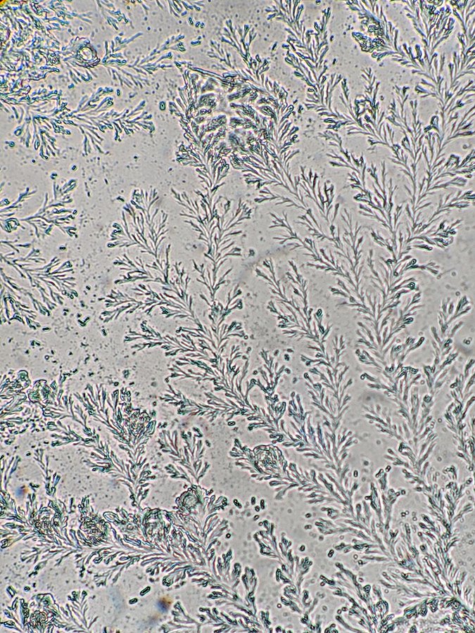 Mastering the Differential 🩺 tweet media