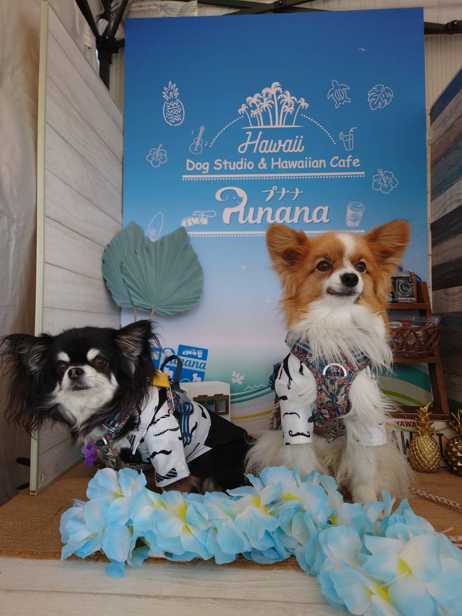 dogstudio punana tweet media