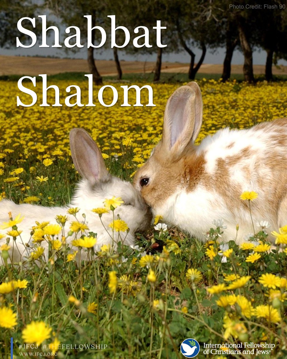 Stand for Israel tweet media