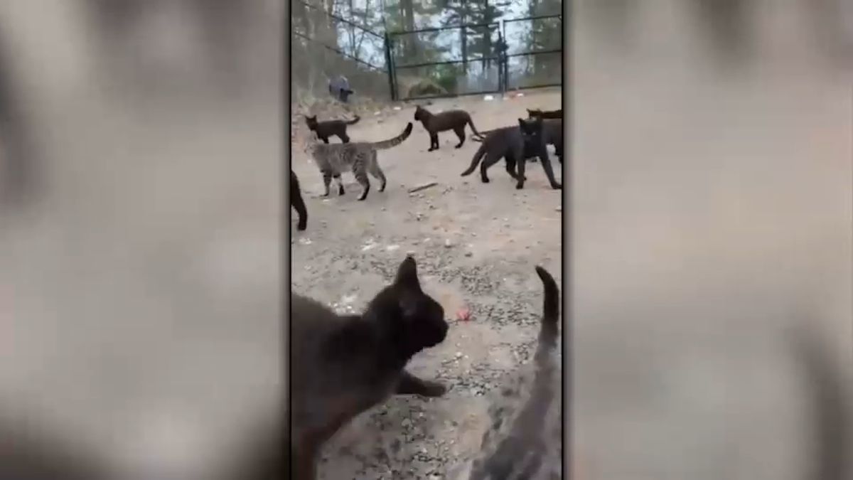 Eyewitness News tweet media