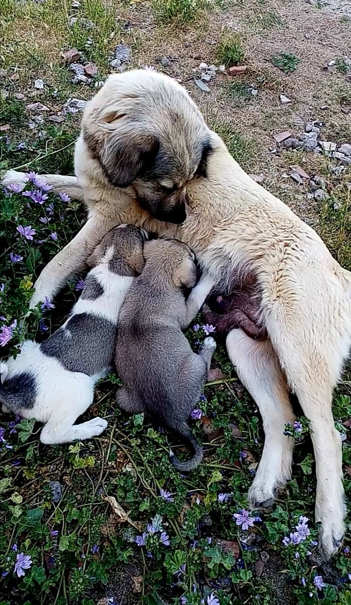 Kemâl Güven tweet media