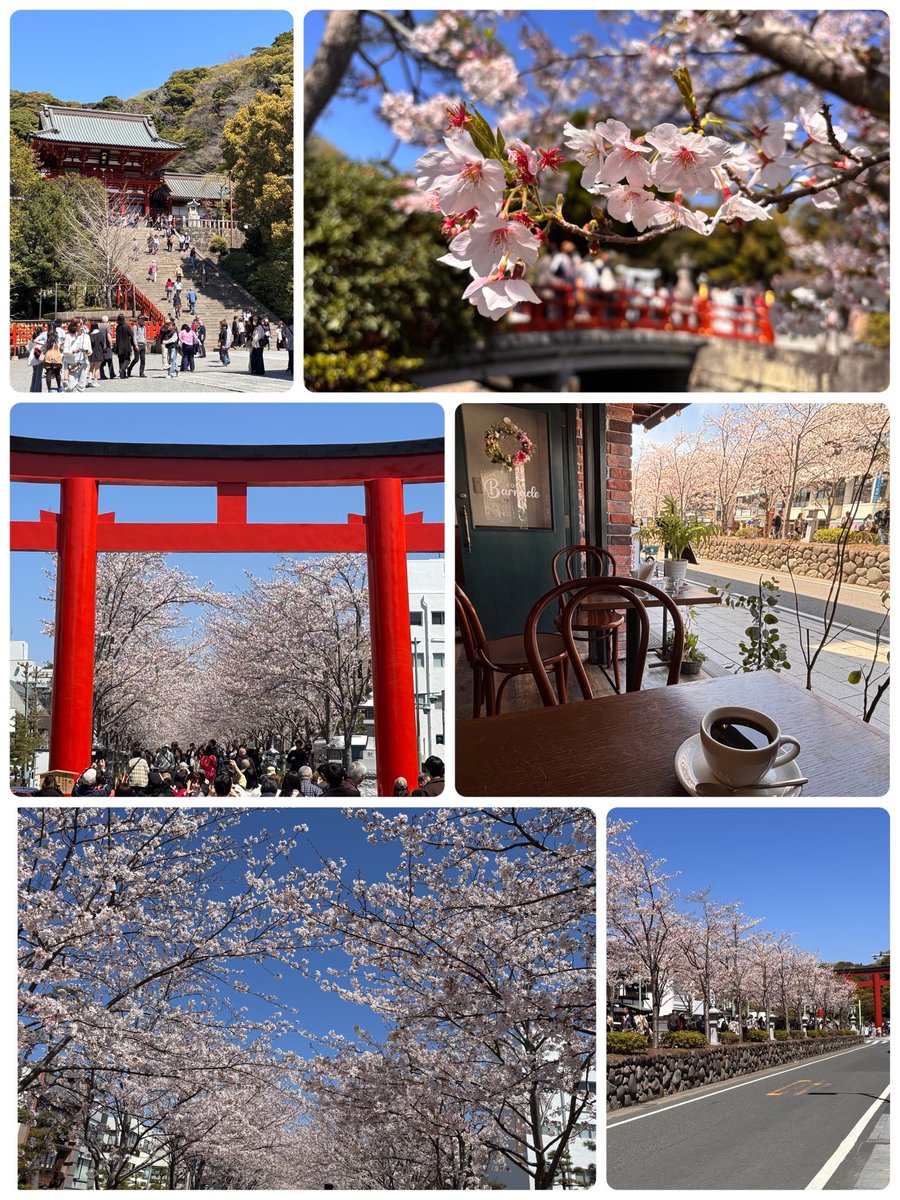 tamama4939's tweet photo. 絶好のお花���日和🌸
鎌倉  段葛は桜が満開
大変な賑わいでした

カフェの扉もフルオープン
特等席の春景色🌸

今年も見れて幸せです😊🌸

春の嵐になりそうです
お気をつけてお過ごし下さい
今日も善き日を🌸🌸🌸
#鎌倉　#段葛　#CafeBarnacle https://t.co/z6iJSW1gDk