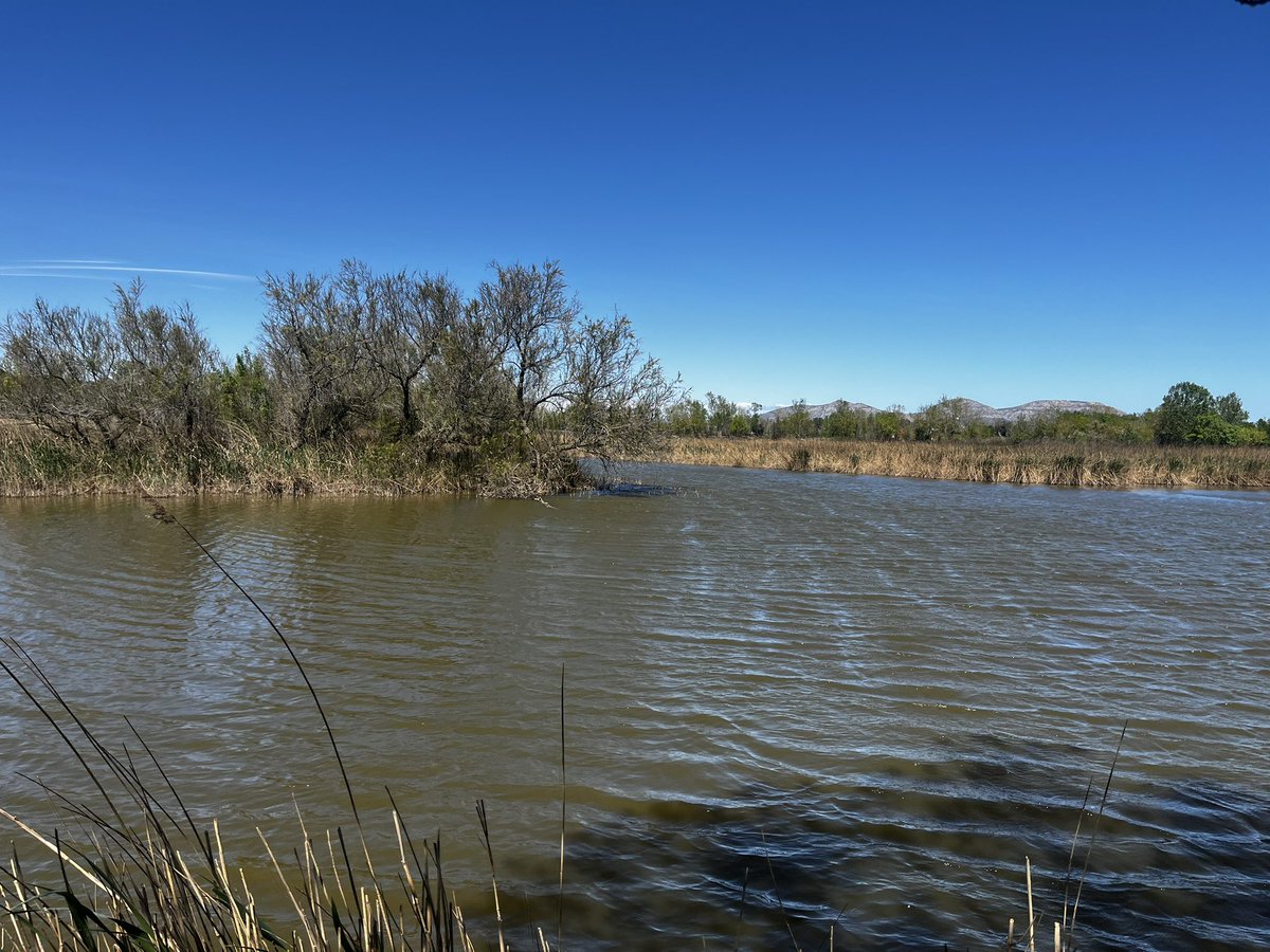 esparverblau's tweet photo. Quan l’iniciativa privada és un exemple a seguir per a la conservació. L’Estany de la Boada al Baix Empordà, gestió pulcre, pensada i amb valor extraordinari.Avui cames llargues, xarrasclets, rasclons, gambes,…,i sobretot QUIETUD! Ni un paper, ni un trepig! Gracies #RamonFortià! https://t.co/3EljkWdMzr