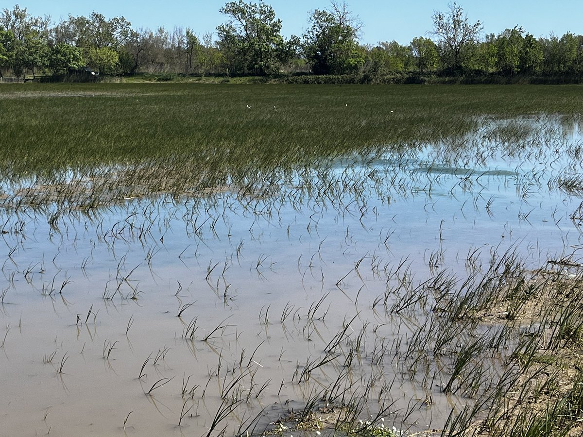 esparverblau's tweet photo. Quan l’iniciativa privada és un exemple a seguir per a la conservació. L’Estany de la Boada al Baix Empordà, gestió pulcre, pensada i amb valor extraordinari.Avui cames llargues, xarrasclets, rasclons, gambes,…,i sobretot QUIETUD! Ni un paper, ni un trepig! Gracies #RamonFortià! https://t.co/3EljkWdMzr