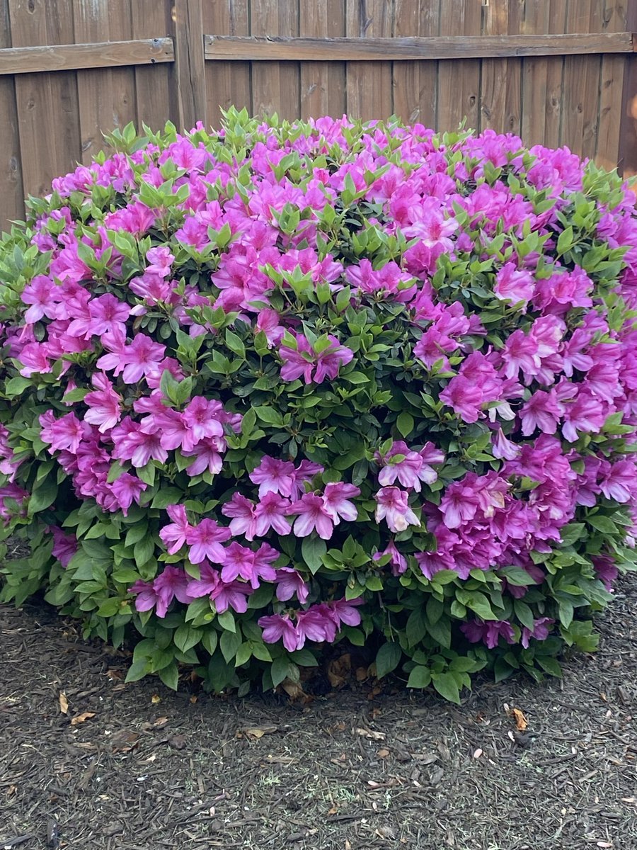 Renee Libby tweet media