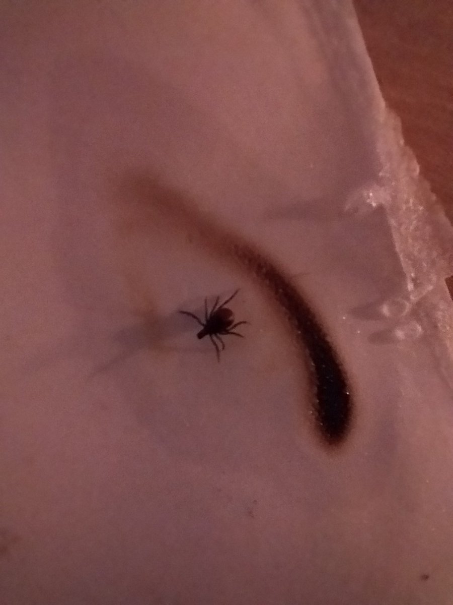 ✨Augenstern✨ tweet media