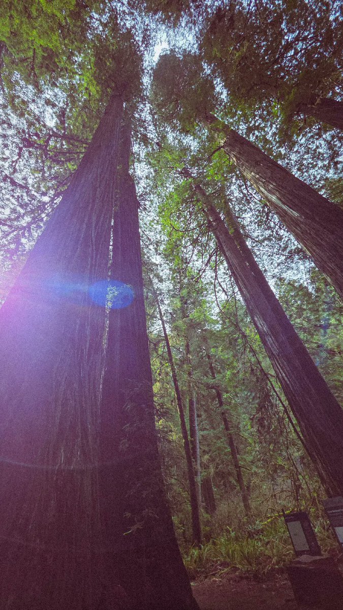 paths_waves's tweet image. redwood forest 

pathsandwaves.com 

#redwood #redwoodforest #forest #tree #photography #California #norcal #hike