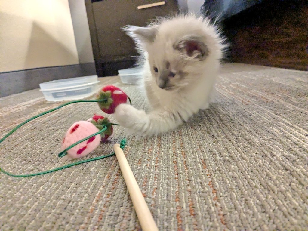 Maggie Gordon tweet media