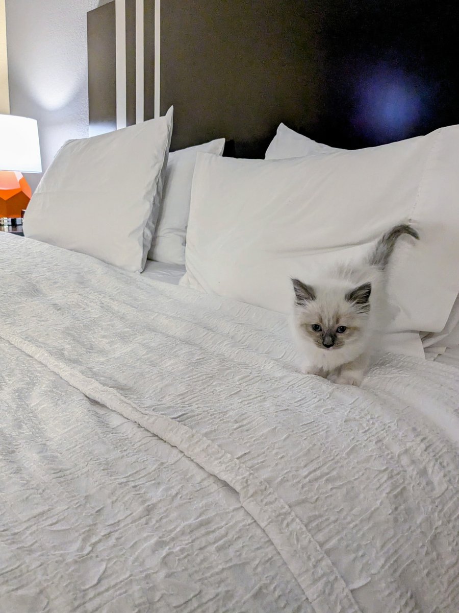 Maggie Gordon tweet media