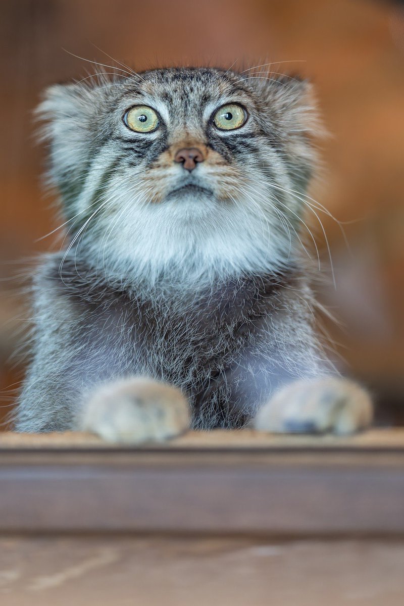 woldo𖤐 tweet media