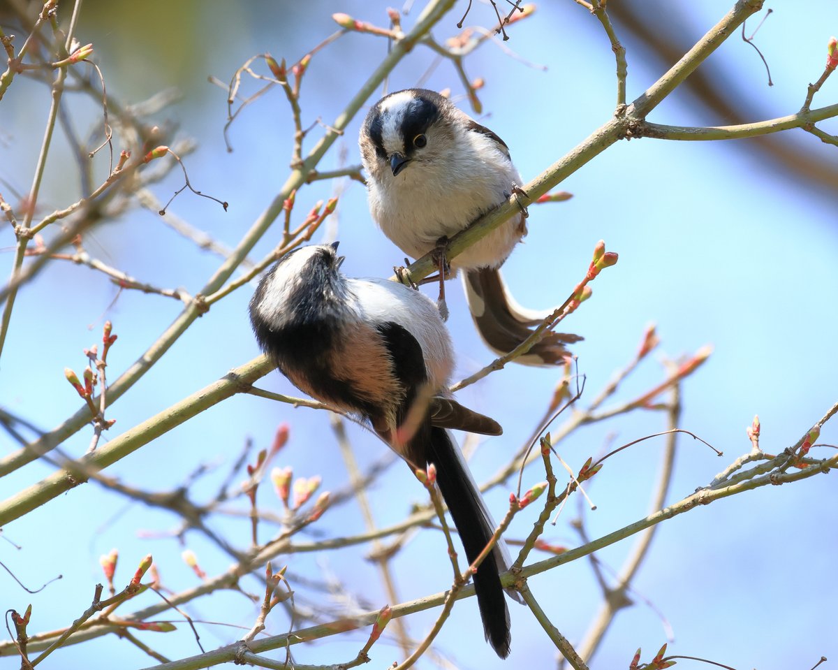 たんたん tweet media