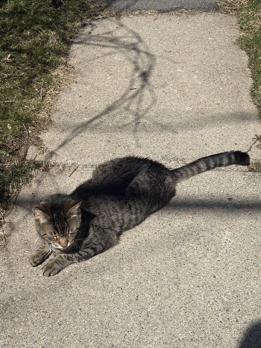 atticus prime ꪔ̤̫ tweet media