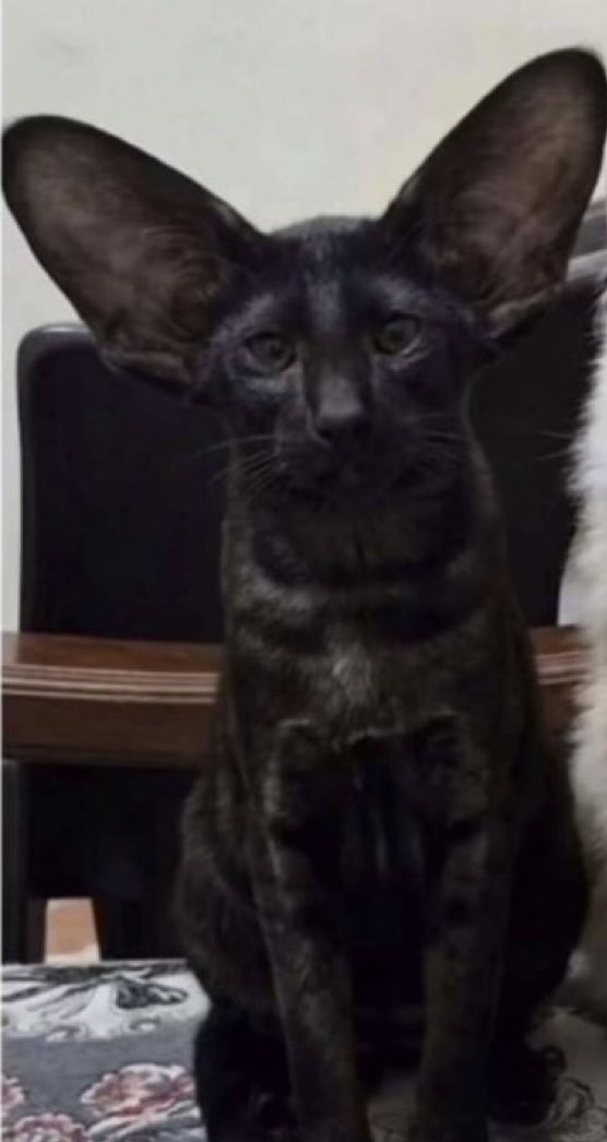 ابــو صــمــاخ  tweet media