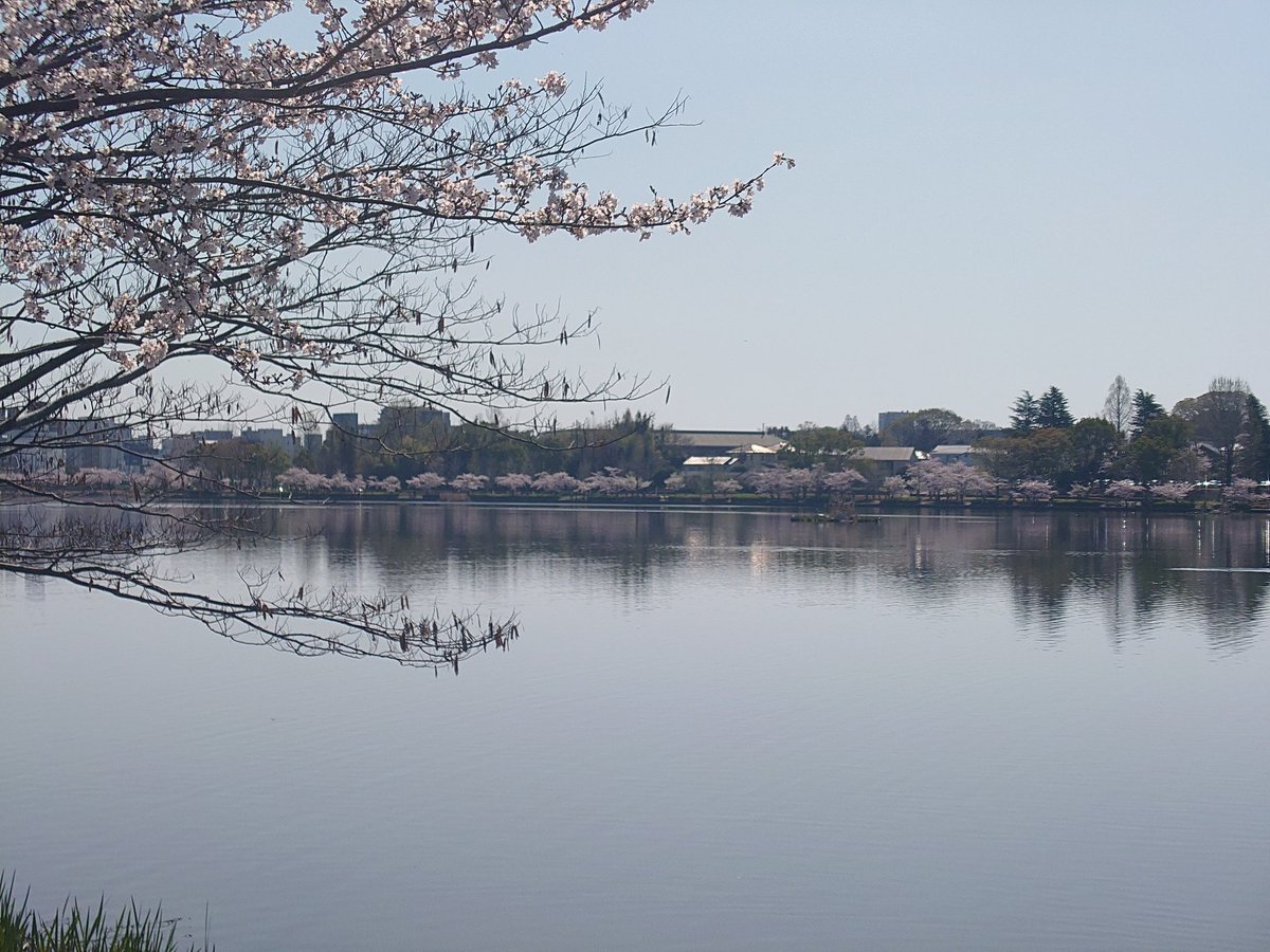 hatabo_22536's tweet photo. 『千波湖』🦢

那珂川水系に属するひょうたん型の底浅の淡水湖(堰止湖)

偕楽園の借景、「水の都」水戸のシンボルとして

周囲約３km
水鳥が多く生息している

抜群のお花見日和🌸
桜満開、見頃の時に来ることが出来ました😆

気分も晴れやか、ぐるっと湖畔を一周
ホント近づいても逃げないんだね🦆 https://t.co/XCO5Ks5Ra0