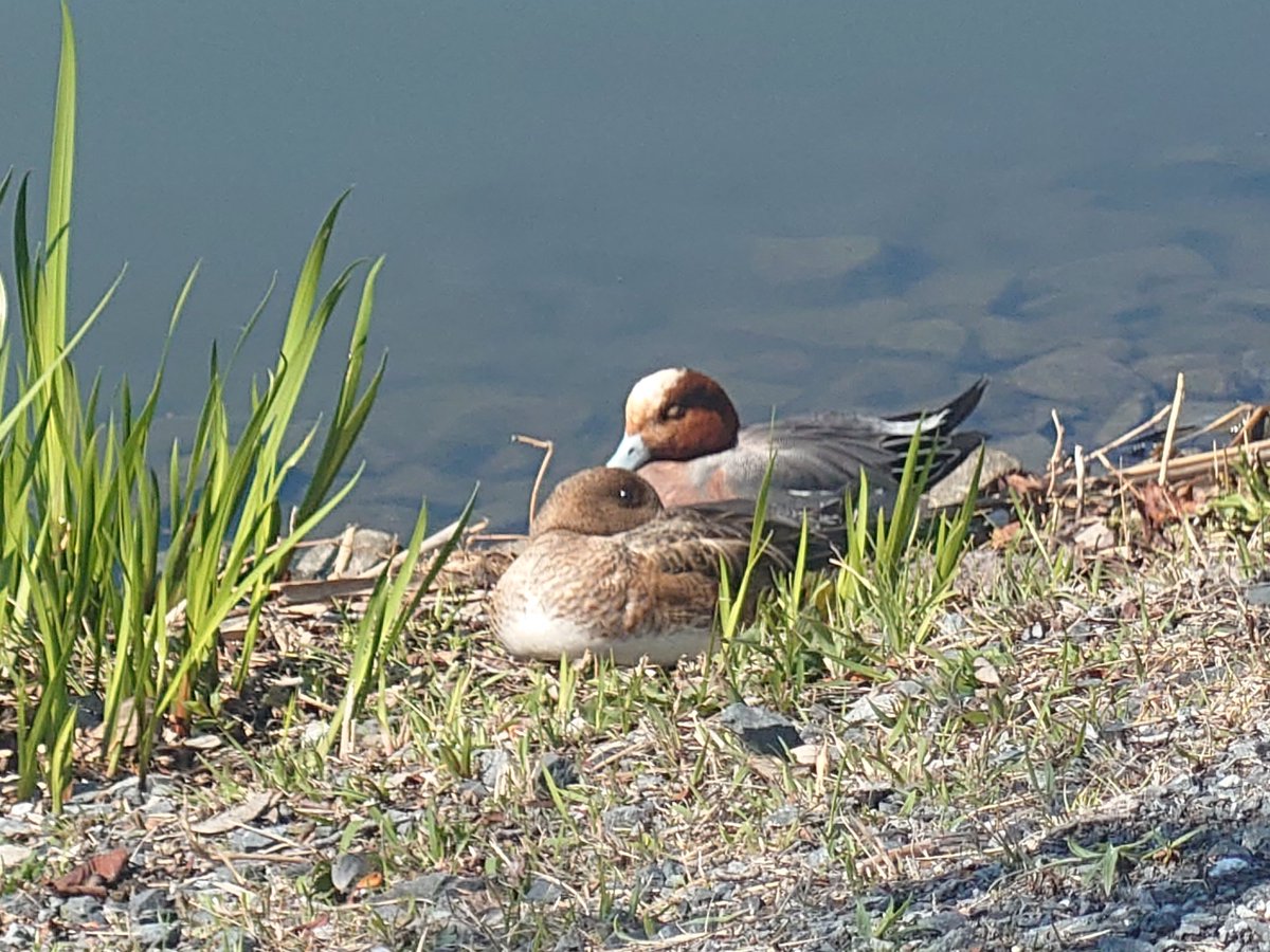 hatabo_22536's tweet photo. 『千波湖』🦢

那珂川水系に属するひょうたん型の底浅の淡水湖(堰止湖)

偕楽園の借景、「水の都」水戸のシンボルとして

周囲約３km
水鳥が多く生息している

抜群のお花見日和🌸
桜満開、見頃の時に来ることが出来ました😆

気分も晴れやか、ぐるっと湖畔を一周
ホント近づいても逃げないんだね🦆 https://t.co/XCO5Ks5Ra0