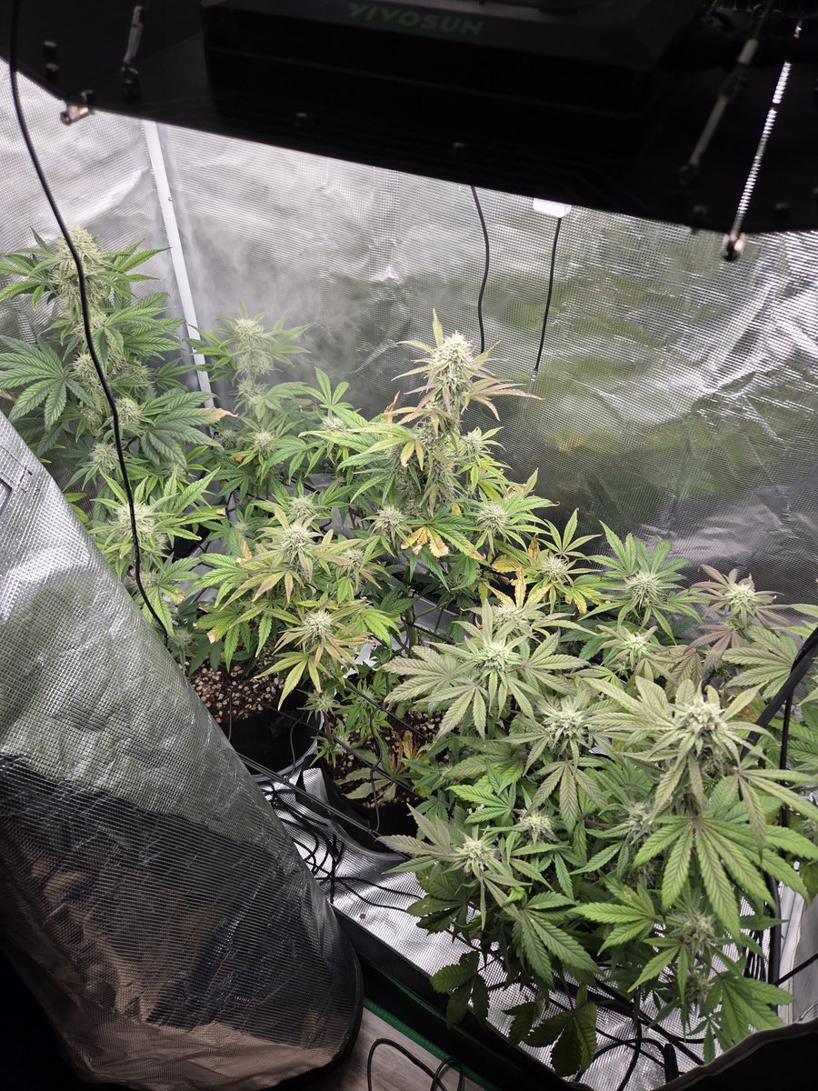 Anonymous__Guy9's tweet photo. #autoflower #nightowl #pre98bubba day 50 https://t.co/823Z5e6XD8