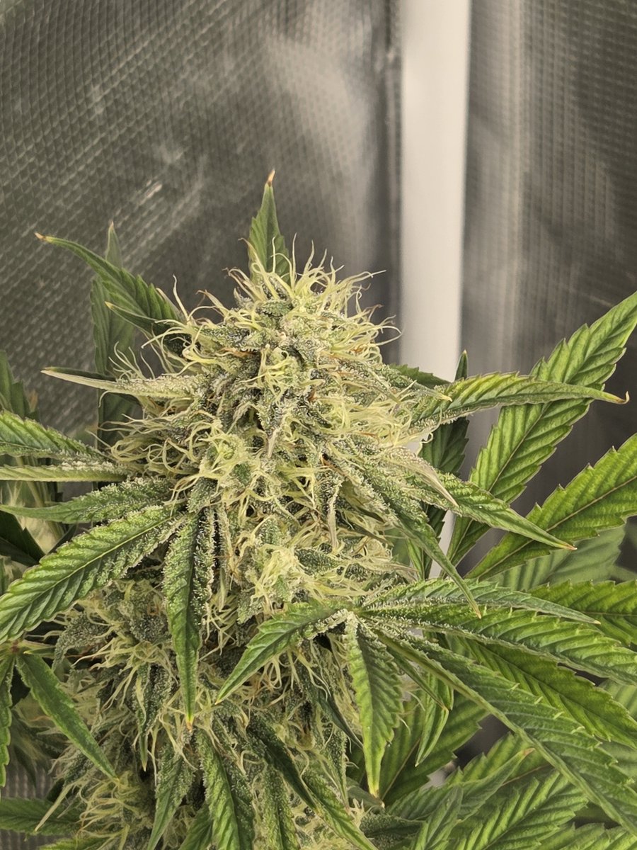 Anonymous__Guy9's tweet photo. #autoflower #nightowl #pre98bubba day 50 https://t.co/823Z5e6XD8