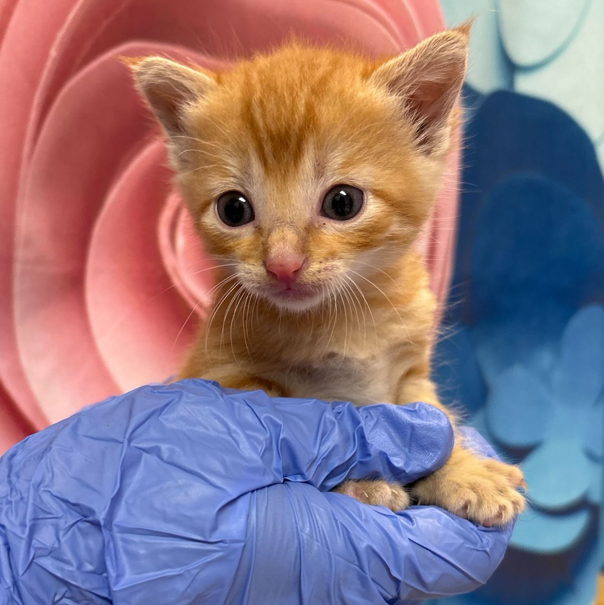 Aggieland Humane Society tweet media