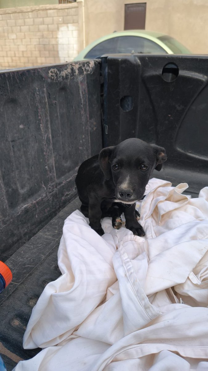 gllgina1's tweet photo. El es Nero.. lo dejaron abandonando dentro de una bolsa de plastico🥺 no habia querido comer tan pequeño y ya conoce la tristeza.. ya esta en la Veterinaria se le correran algunas pruebas .. si gustas y puedes apoyarlo es directo a la Veterinaria .. el abandono deberia ser castigado con años de carcel