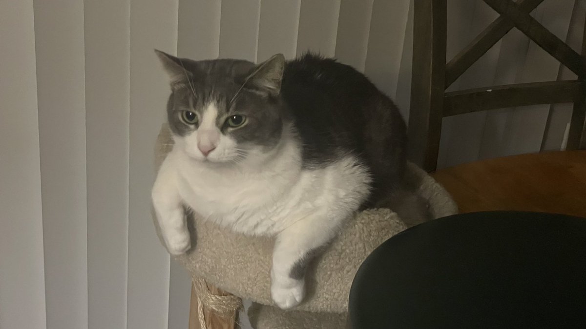 Li Speaks tweet media