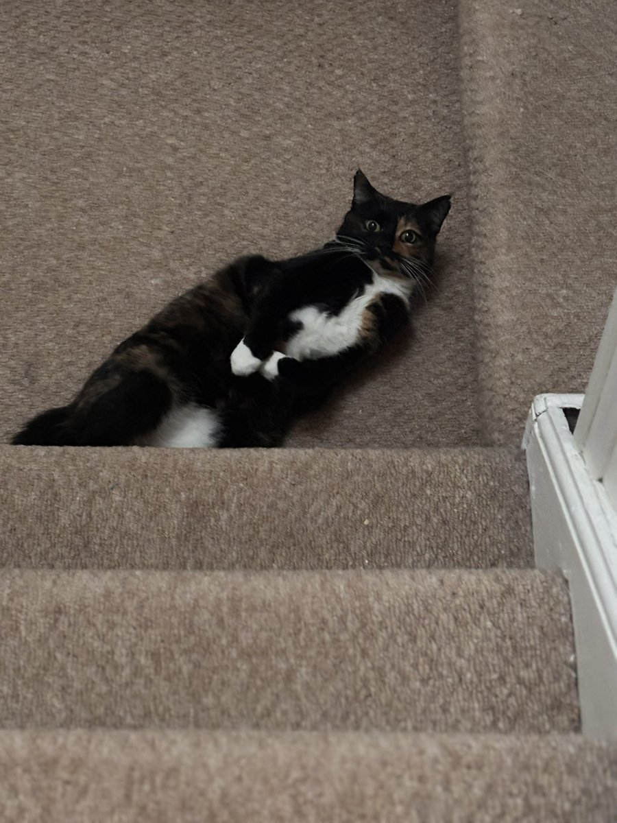 Professor Pingosaurus tweet media