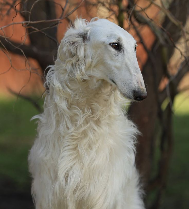 Mavis💫 (comms open) tweet media