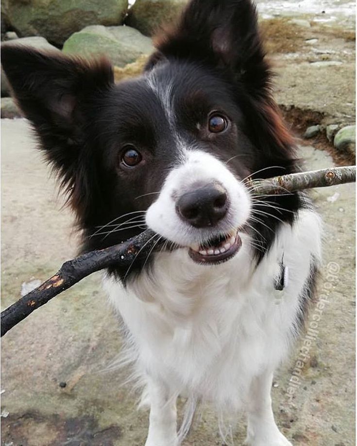 Mavis💫 (comms open) tweet media