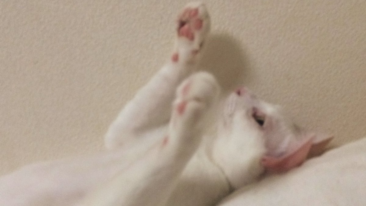 ねこかます tweet media