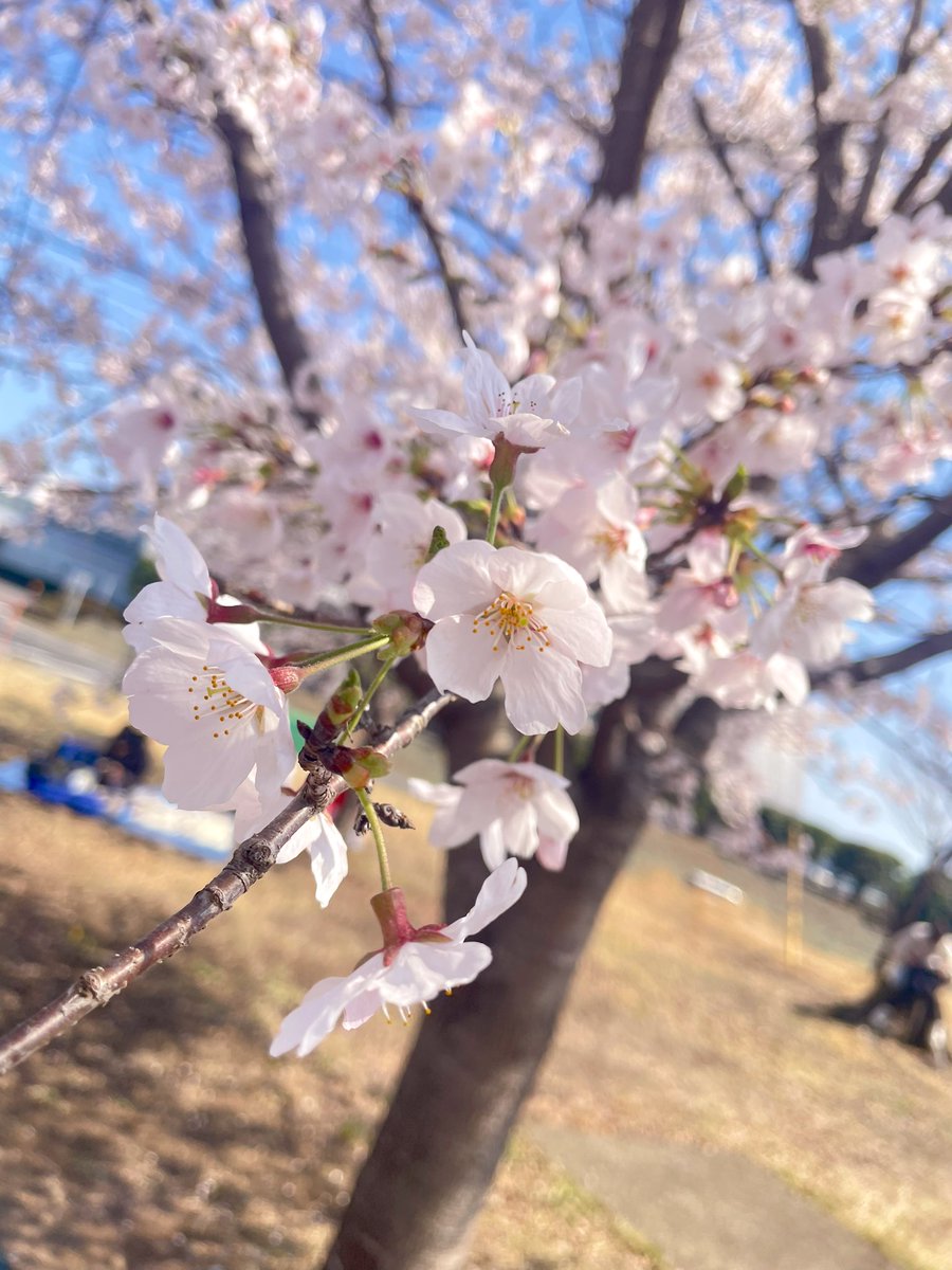 AnCo24315's tweet photo. お花見をしに行ってきました🌸

自然の中にいると、落ち着きますね(*´꒳`*) https://t.co/R4Pos71Wkj