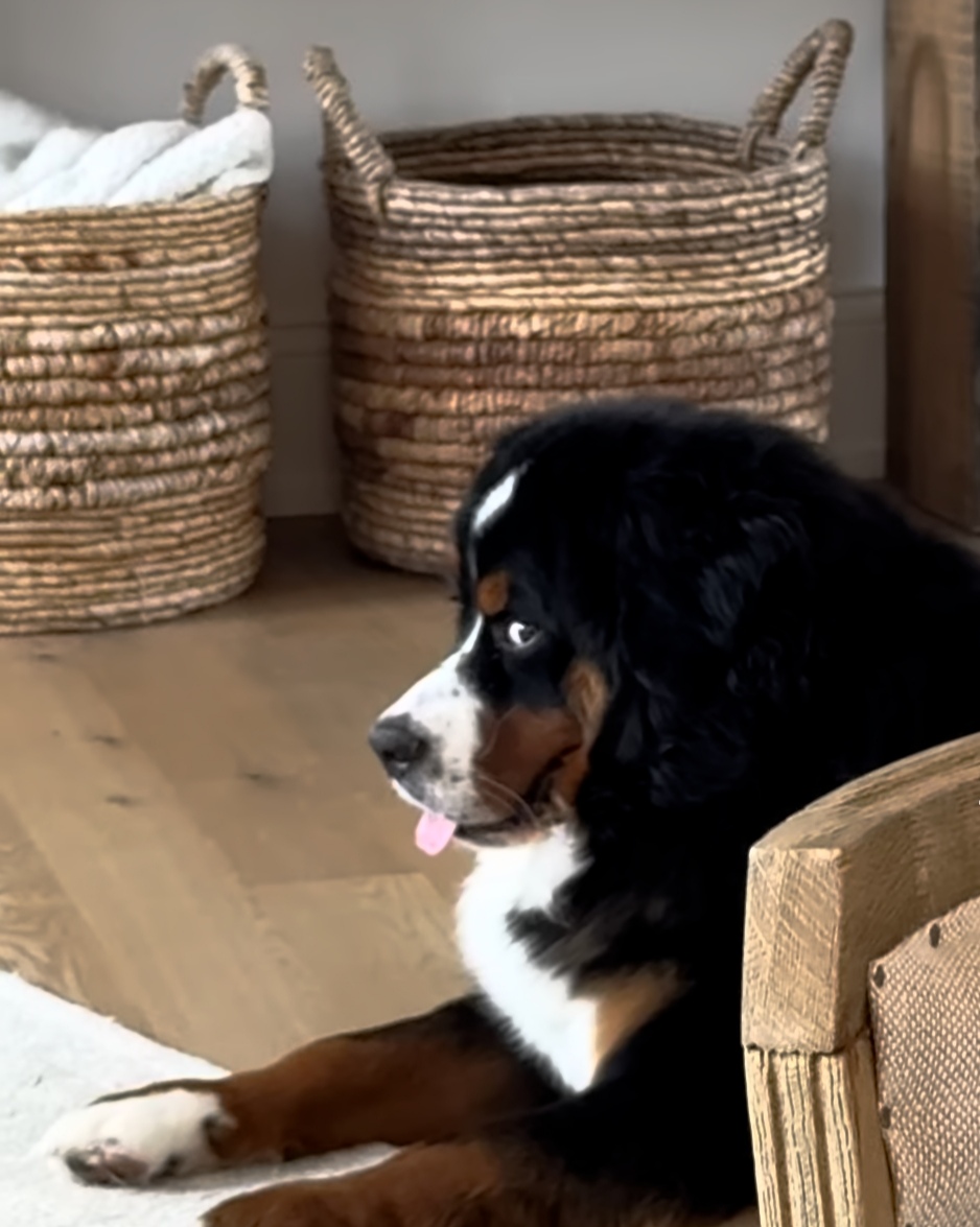 ONLYDOG Token tweet media