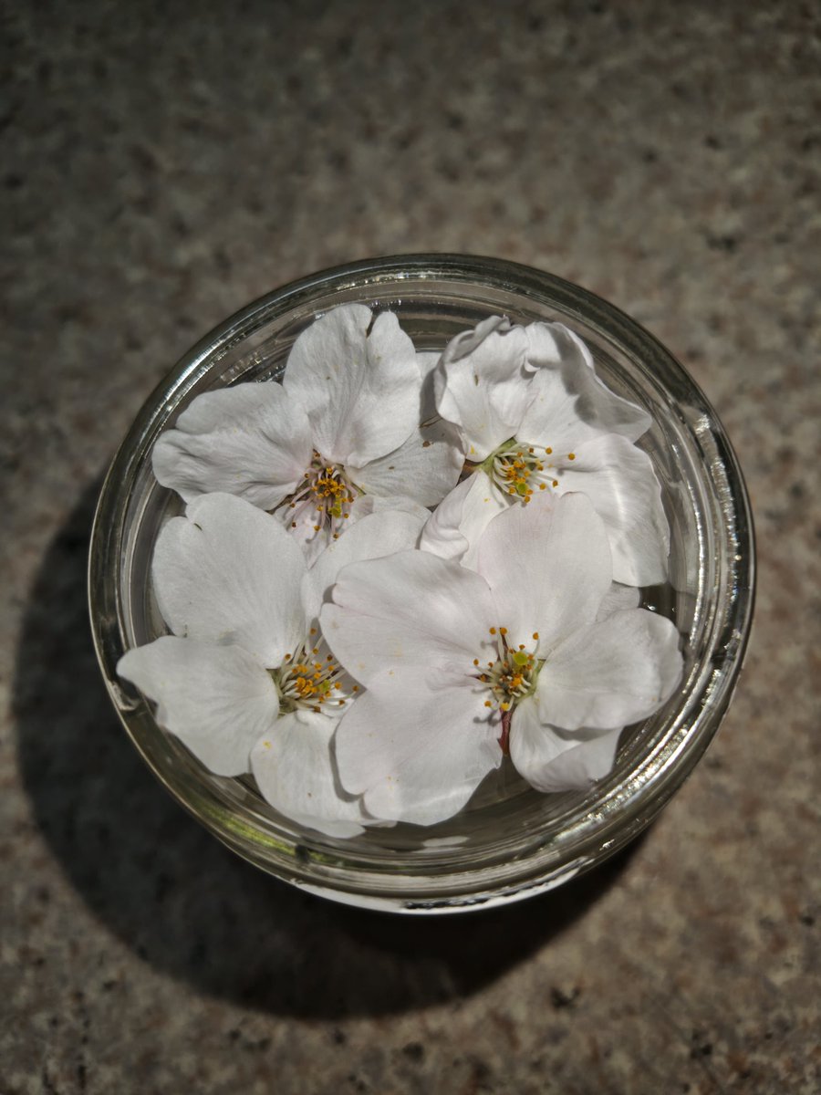 かっぱまき💚ケッタマシ🖖🐷(魚河岸みすず) tweet media