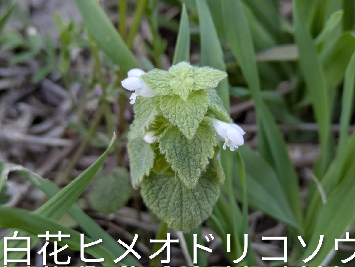 雪割草 tweet media