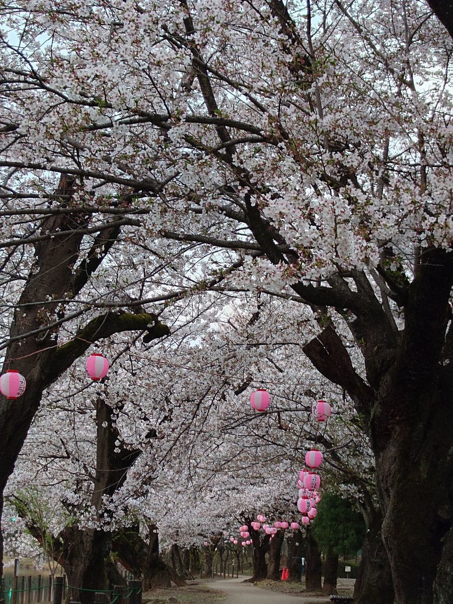 チノッチ風来坊😎🎶It's My Life🎶 tweet media