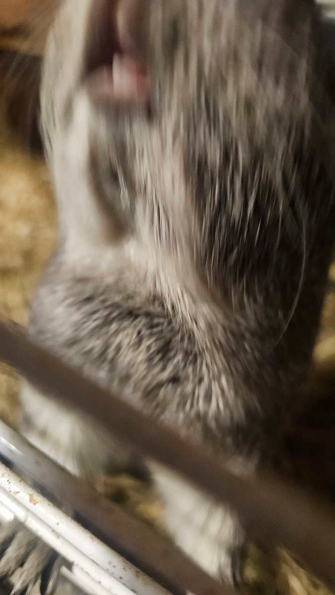 Lela (schlofi) tweet media