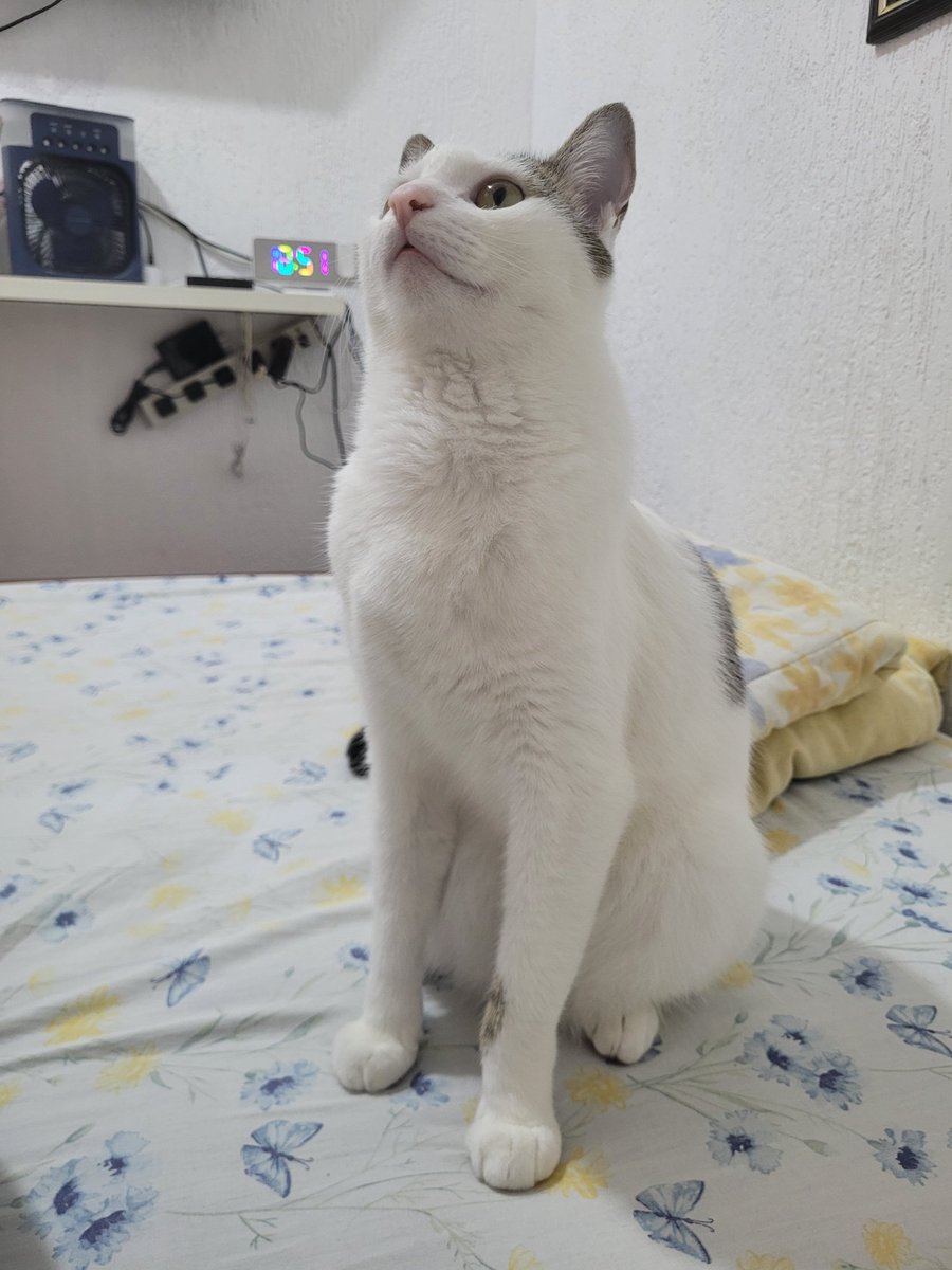 Matsilagi tweet media