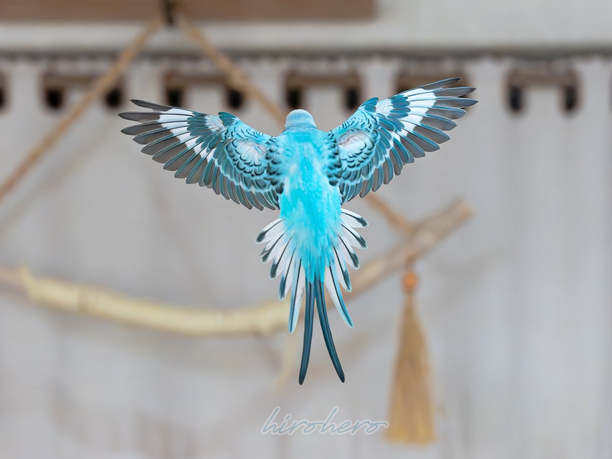 hirohero tweet media