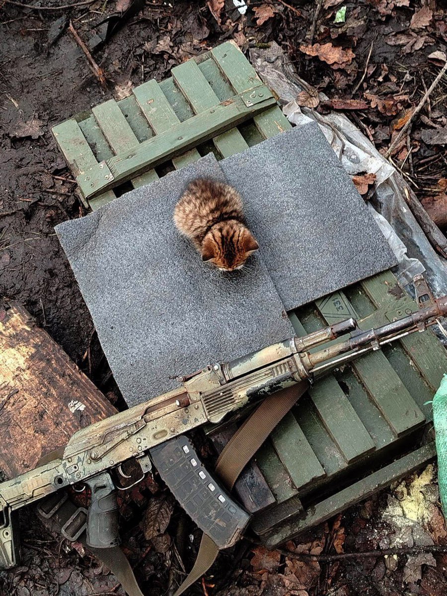 Rosenritter tweet media