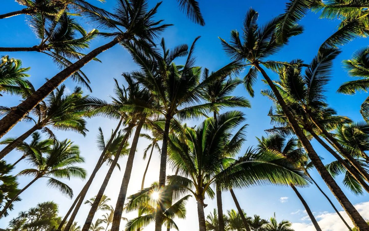 Kalani o Māui tweet media