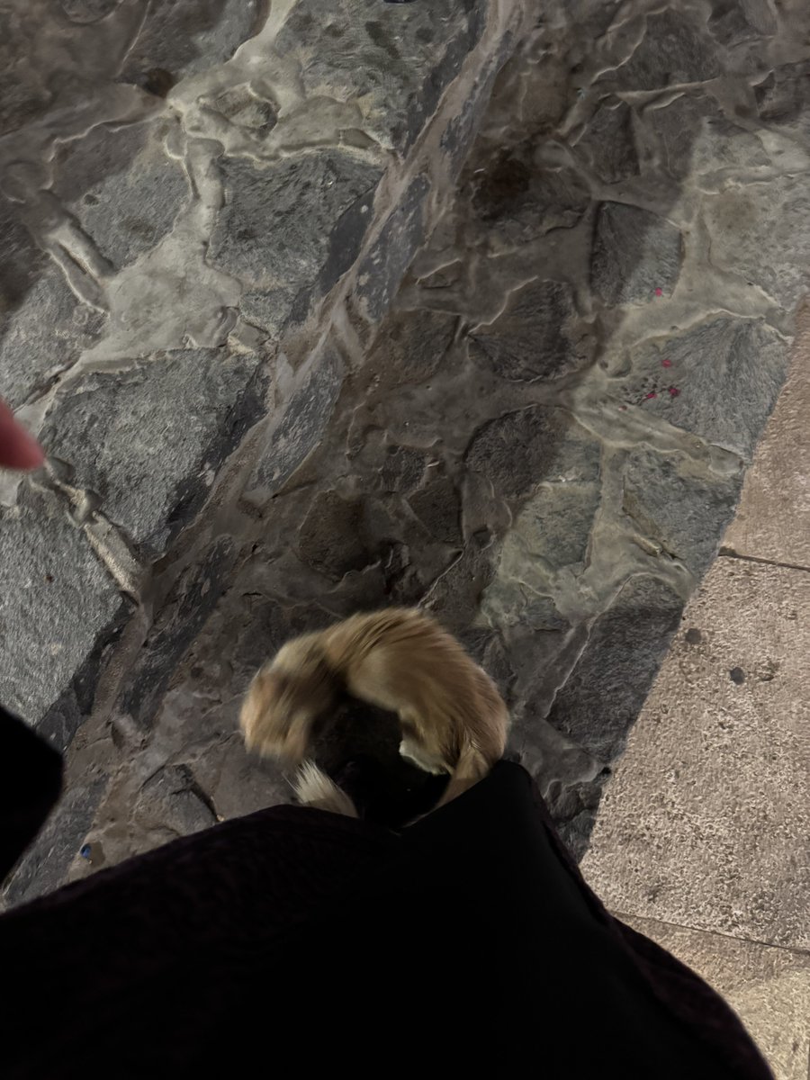 Hanan bedawi tweet media