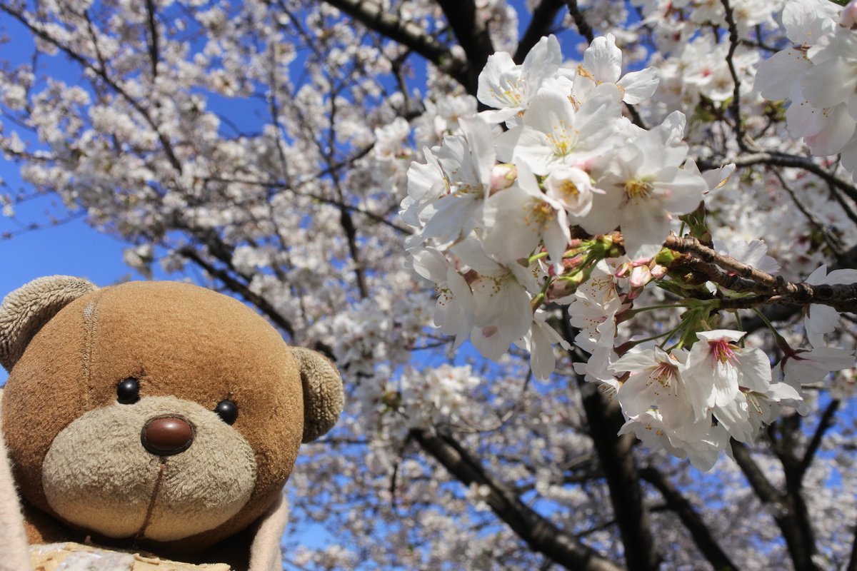 nfkichi's tweet photo. #くまじろう　#クマジロー　#ハニートイズ　#なめこ　東京 隅田川　桜がキレイ🐻　天気が良くて気持ちいいな〜 んふんふ♪ https://t.co/YhiLpgENTc