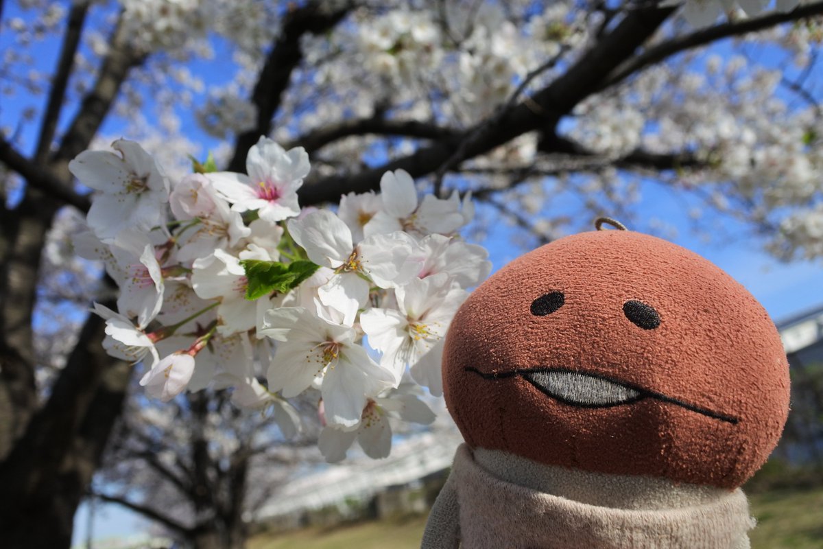nfkichi's tweet photo. #くまじろう　#クマジロー　#ハニートイズ　#なめこ　東京 隅田川　桜がキレイ🐻　天気が良くて気持ちいいな〜 んふんふ♪ https://t.co/YhiLpgENTc