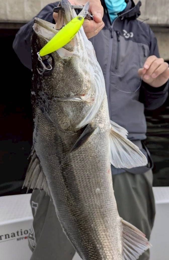 kenmitsuri's tweet image. 楽しい穴打ちに
ルアー壊れないは正義
#DUO
#レアリスファングベイト80DR