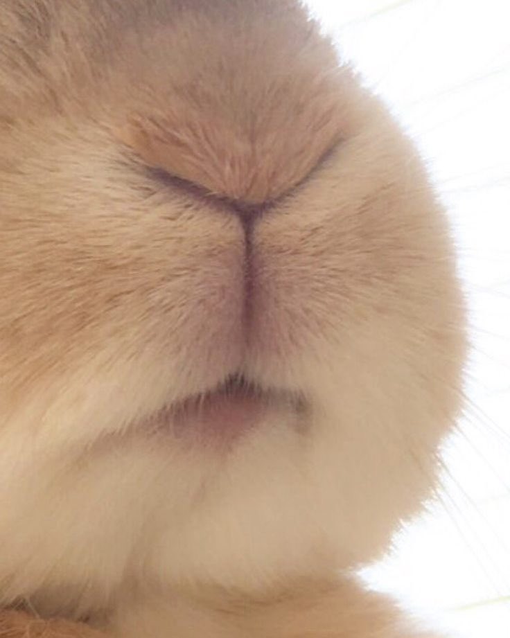 WHY YOU SHOULD HAVE A BUNNIES tweet media