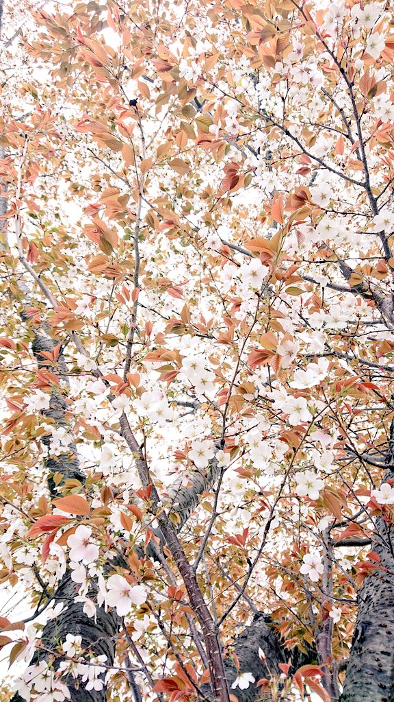 hiro_kero tweet media