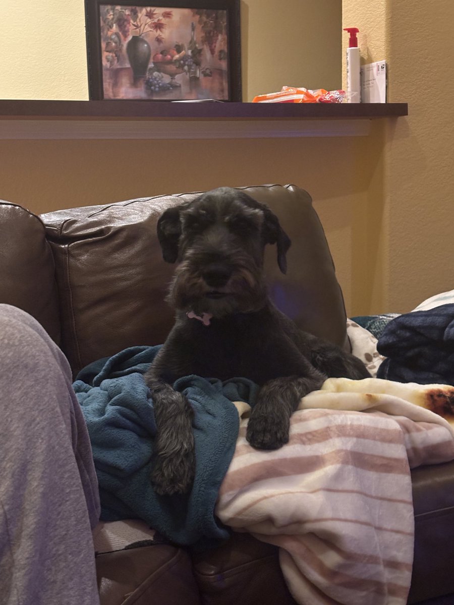 elizabeth is shanepilled tweet media